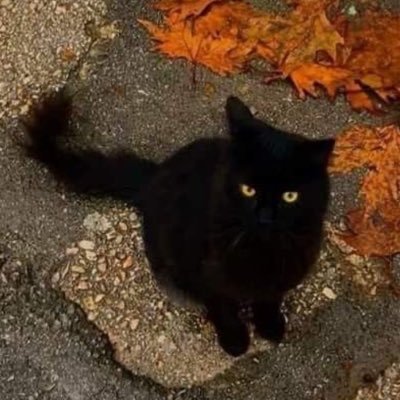 cariolovesyou's profile picture. 𝓻𝓸𝓶𝓪𝓷𝓽𝓲𝓬𝓲𝔃𝓮 𝓲𝓽 𝓪𝓵𝓵, 𝓼𝓸𝓸𝓷 𝓲𝓽 𝔀𝓲𝓵𝓵 𝓯𝓪𝓭𝓮 𝓪𝔀𝓪𝔂.