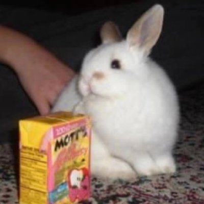 🐰