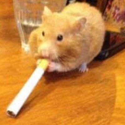 martinsmakonha's profile picture. just chilling...