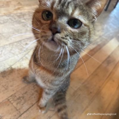 Clear_Starr's profile picture. 🤷🏻‍♀️