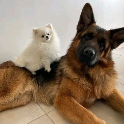 DM for collab🏳️🌈🏴☠️🏁🇨🇦🇨🇵🇬🇧🇺🇸
Sex partner 😉 sex Friends
🤑🤑🤑💯
