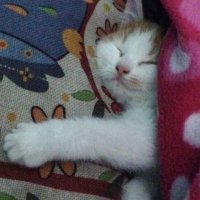 sayen (@sayen_sanchez) 's Twitter Profile