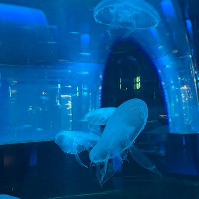 0306kazumi's profile picture. らじおとスポーツ観戦