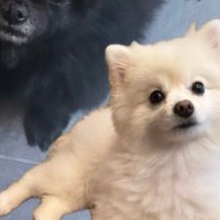 ふゆ (@fuyunonikki) 's Twitter Profile