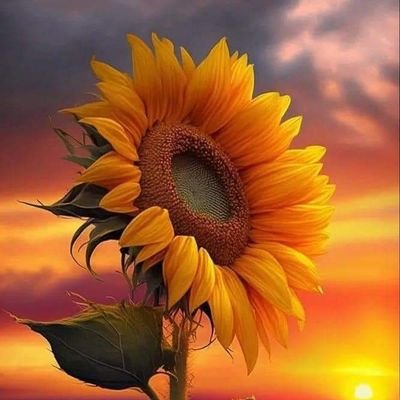 amitaf91's profile picture. 