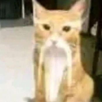 popped_cat's profile picture. Gato