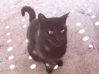 PMontchal's profile picture. 