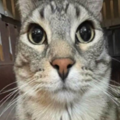 Goose_Beans10's profile picture. 