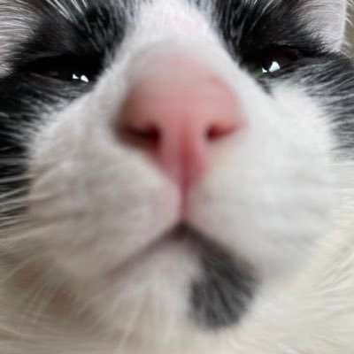 pe4ch__tea's profile picture. 