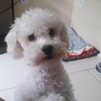 Dianaaa (@gffdiana) 's Twitter Profile