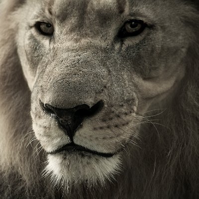 IsraelAdin's profile picture. 