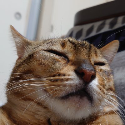 GattoCapriccio's profile picture. 猫をこよなく愛しNBA・Superfly・U2・八村塁・笹原右京君が好きな夫婦、 NBA・猫系を中心にたま～に呟きます。