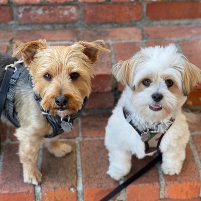 Hi. I’m Gus. A Yorkshire Terrier. And My new brother Gizmo is a Shih Tzu mix. We like walking & playing chase. We hate squirrels 🐿️.