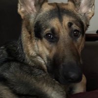 Shepherdguy (@mikeyloveshelis) 's Twitter Profile