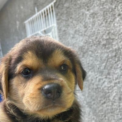 thepredictor___'s profile picture. 