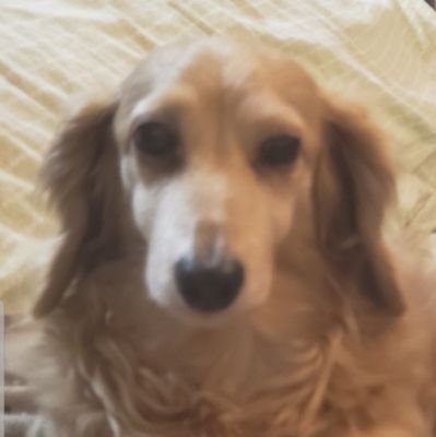 以前は主に娘や息子を推し活するためにXを利用していましたが、これからは私個人の趣味で活用しようと思います。新しいアカウントがどういう訳か作れないので、フォローしてくださってた方々、邪魔くさかったら外してください。ちなみにミニチュアダックスとミニチュアピンシャーの飼い主です。