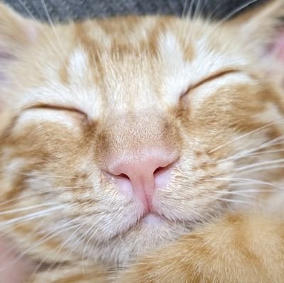2024/4/3生まれの茶トラのさすけ
山とかスキーとか離島とか日淡も好きなごちゃ混ぜアカウント
2023年2月ACL断裂→完治済み