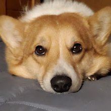 JustWeepo's profile picture. he/him 
Vtuber containment account
【👼🏻】
【⏳🎲🎼💄】
【🪳🏆👻🌌】
rip:🧚🎧🎰🍡🐑