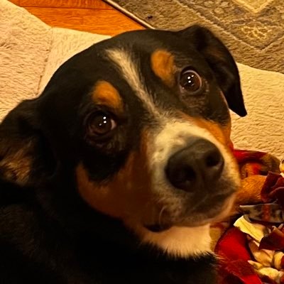 phreedomforever's profile picture. 