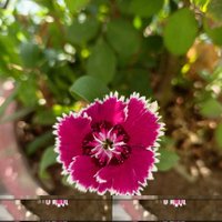 Afroz Khan (@afroz7080) 's Twitter Profile