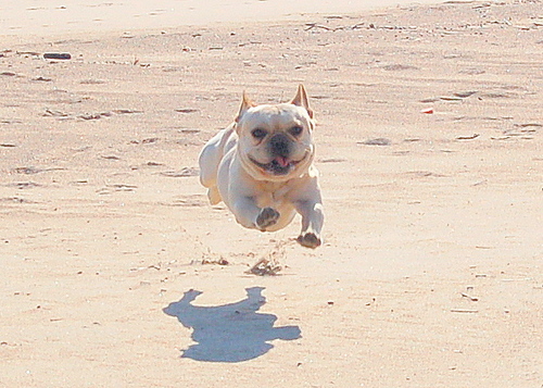 Dedicated animal advocate. Director Stop Online Puppy Mills @stoppupemills Crazy about Frenchies