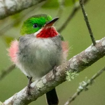 ti_zwazo_a's profile picture. 