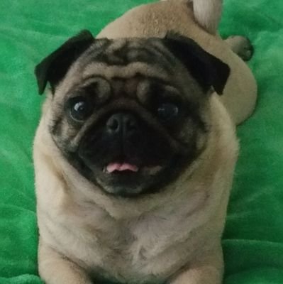 Twit_jacks's profile picture. A Brit (Nottingham to be exact)  in the Deep South, Savannah GA 🌻
Pug Au Pair 🐶 Allround animal lover 🐑🐱🐵 Not a tRump fan @ all + F,off with ya DM'S