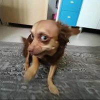 lulucifer da pomerania (@vinessius) 's Twitter Profile Photo lulucifer da pomerania (@vinessius) 's Twitter Profile Photo