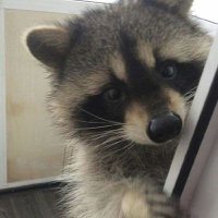 TH (@_c00ki) 's Twitter Profile