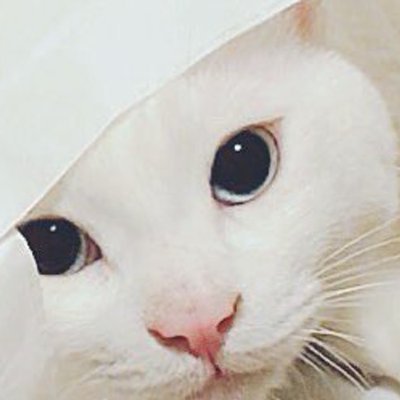 猫も犬も大好きです。 料理も大好きです。 また、キッチンでの経験を良きパートナーと共有することも大好きです。 仲良くしていただければ幸いです、よろしく
フォローしてくださいフォローします👍😊無言でごめんなさい💯
