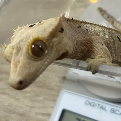 reptaku0210's profile picture. 色々飼ってます