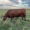 jcmagnuson's profile picture. cattle producer