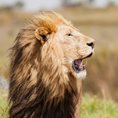 LionWhite75's profile picture. TRUST, LOVE AND HONOR GOD ✝️✝️✝️

LOVE AMERICA 🇺🇸🇺🇸🇺🇸