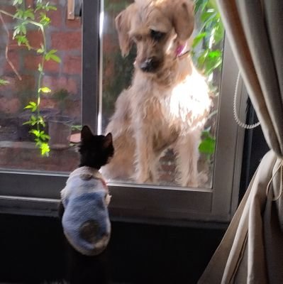 jgamonal991's profile picture. Amigable y nunca amarillo y tampoco de derecha.