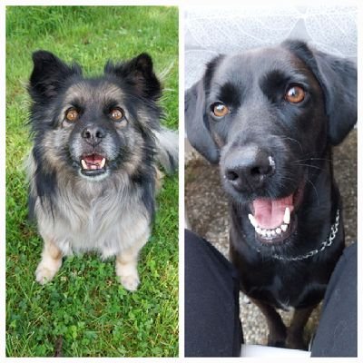 Scapa_the_dog's profile picture. Aus Ungarn, gerettet von @gruftmolch 

🐾Lebe  mit meinen Pfreund Chewie zusammen🐾

wichtigste Frage:
Ist das was Essbares in deiner Hand?!