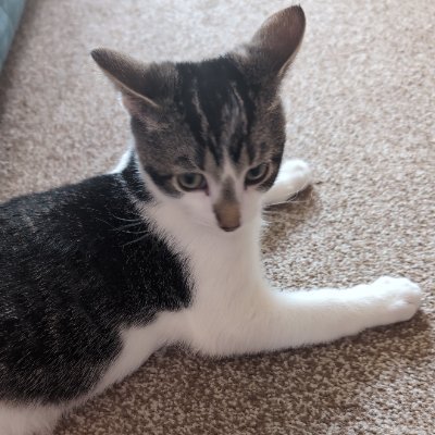 LeesPowell74982's profile picture. 