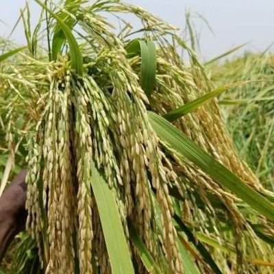 C. E. O MCD EAGLES NIG LTD,
Agrobusiness and General
Contract, Currently looking for investors or Partners for Rice mill project in Nassarawa State, Nigeria.