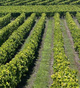 wijninfocentrum's profile picture. Boeken over #wijn maken, druiven, wijnlanden, wijnmeesters, wijn genieten. Ons motto? Steek je neus wat vaker in een boek!