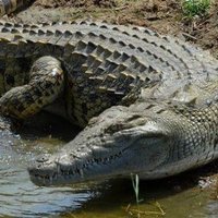 π (@gabugabu115244) 's Twitter Profile
