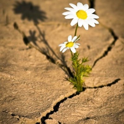 hamdi_mamoun's profile picture. Ik heb de Grondwet gelezen.