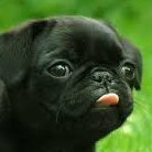 gear_brains's profile picture. 