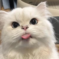 มุมุแจ้ม 🥣🥛 (@_mumujam_) 's Twitter Profile