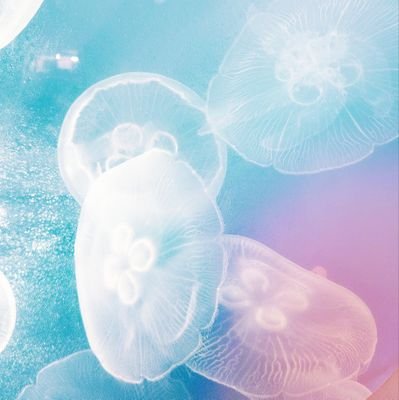 お取り引き垢❣【交換・買取・譲渡】///////////////良いお取り引きとなりますよう、精一杯努めてまいります。リトリン必読➡https://t.co/uVJ4nhAb2h
