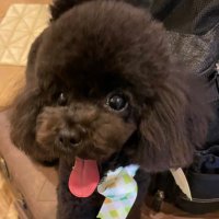 めるも (@mero_samecha) 's Twitter Profile