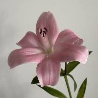 Florette (@astrogurlgy) Twitter profile photo