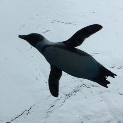 高専の吹奏楽部にいた気がする 7年ぶりにフルート始めました