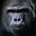 OldMonkey🇨🇵🇺🇸🇨🇦 (@para_bellum666) Twitter profile photo OldMonkey🇨🇵🇺🇸🇨🇦 (@para_bellum666) Twitter profile photo
