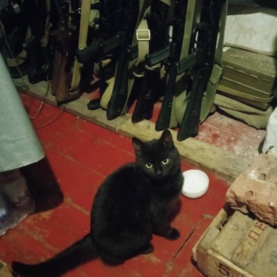 smathur16's profile picture. Warrior Cats

https://t.co/hbfEasLj6r