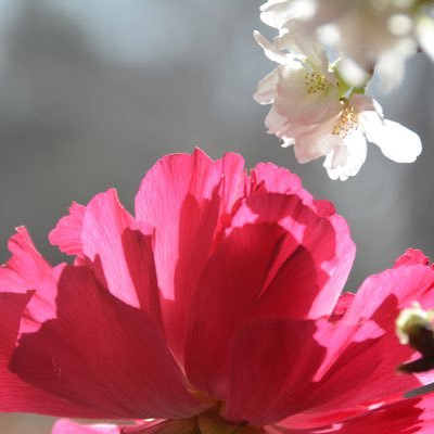 桜雪さんのプロフィール画像