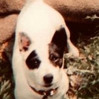 Alma 📚 📺 ☘️🍀 (@malma45) 's Twitter Profile